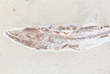 Enchodus With Coccodus Fossil Fish - Lebanon (Special Price) #70487-3